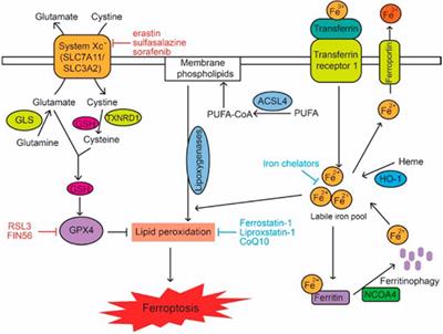 Molecular mechanisms of mitochondria-mediated ferroptosis: a potential target for antimalarial interventions